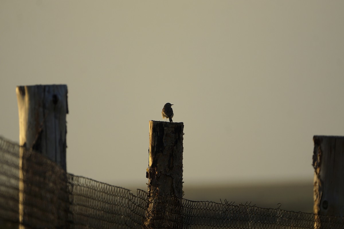 Tawny Pipit - ML646901166