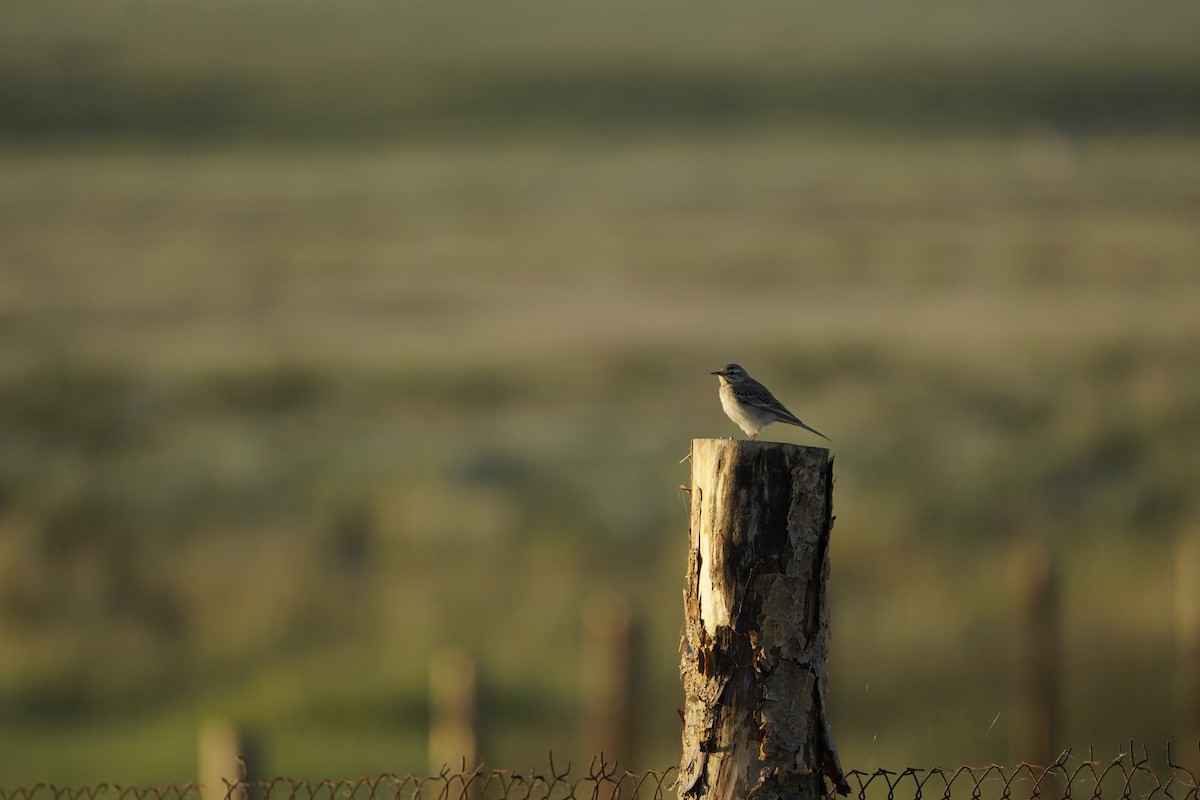 Tawny Pipit - ML646901167