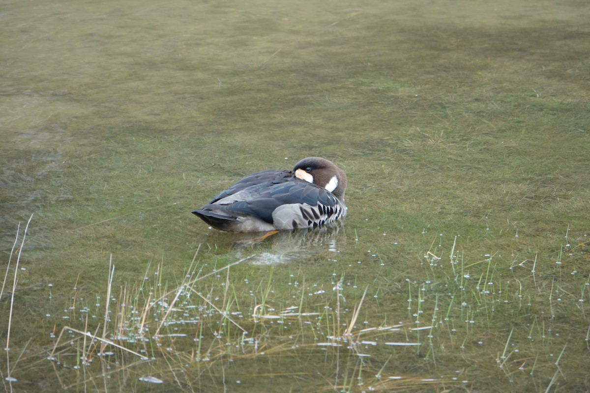 kachna bronzovokřídlá - ML646901168