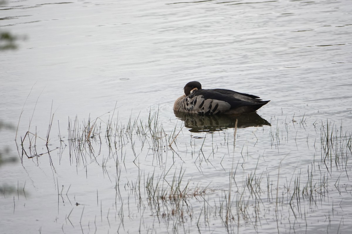kachna bronzovokřídlá - ML646901171
