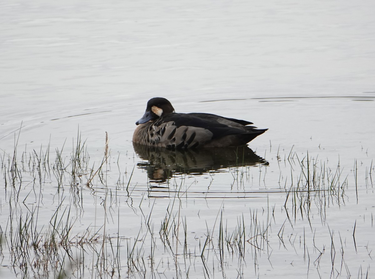 kachna bronzovokřídlá - ML646901174