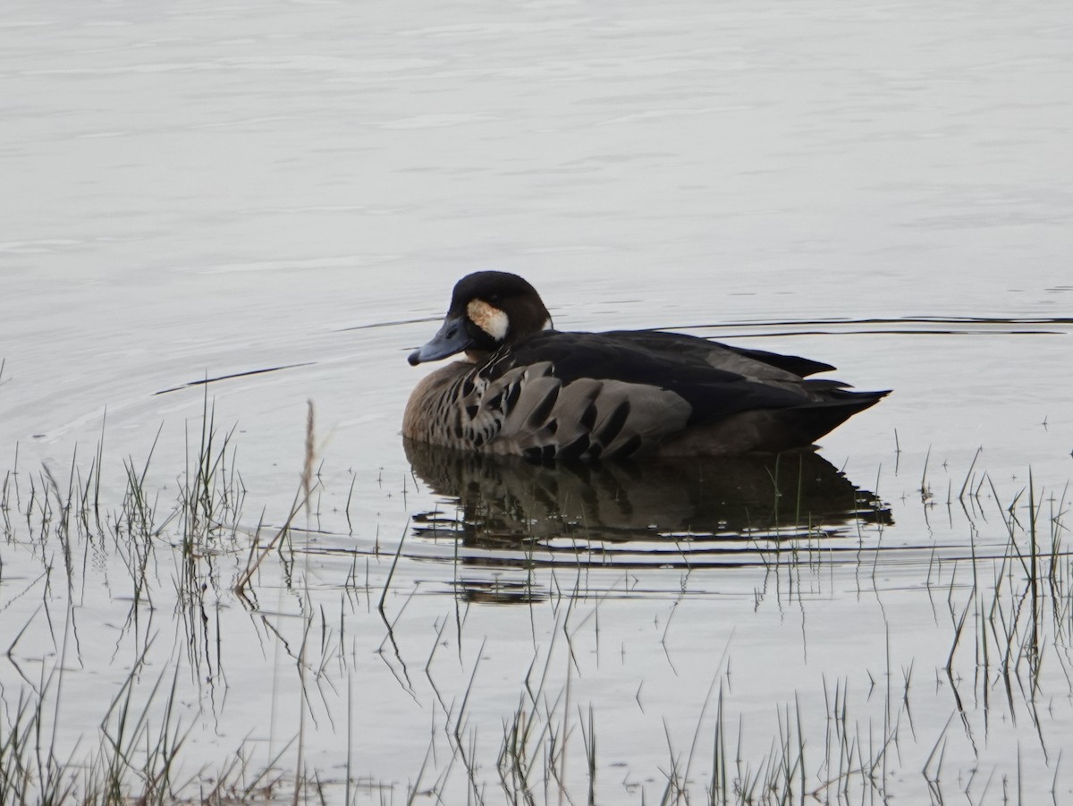 kachna bronzovokřídlá - ML646901179