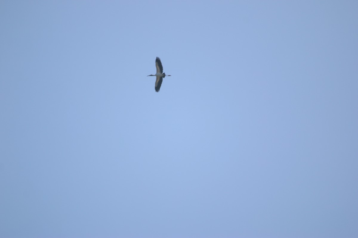 Waldstorch - ML646901180