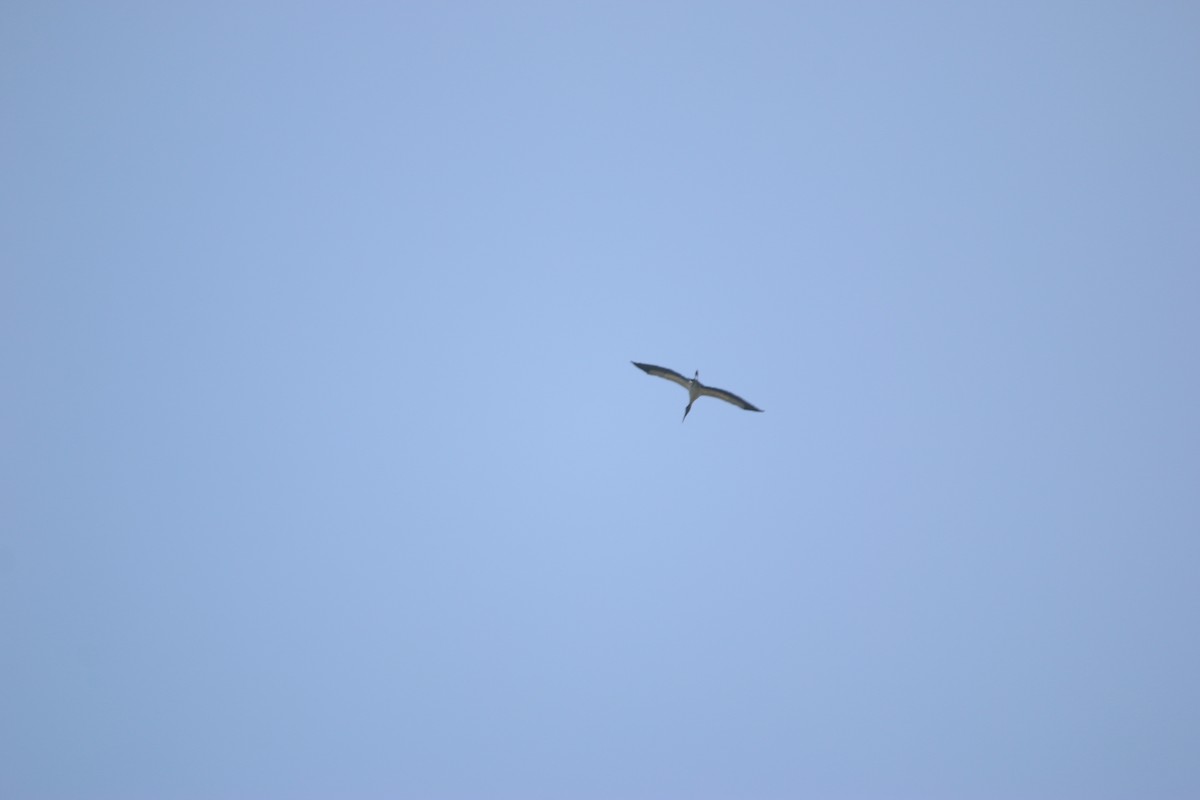 Waldstorch - ML646901181