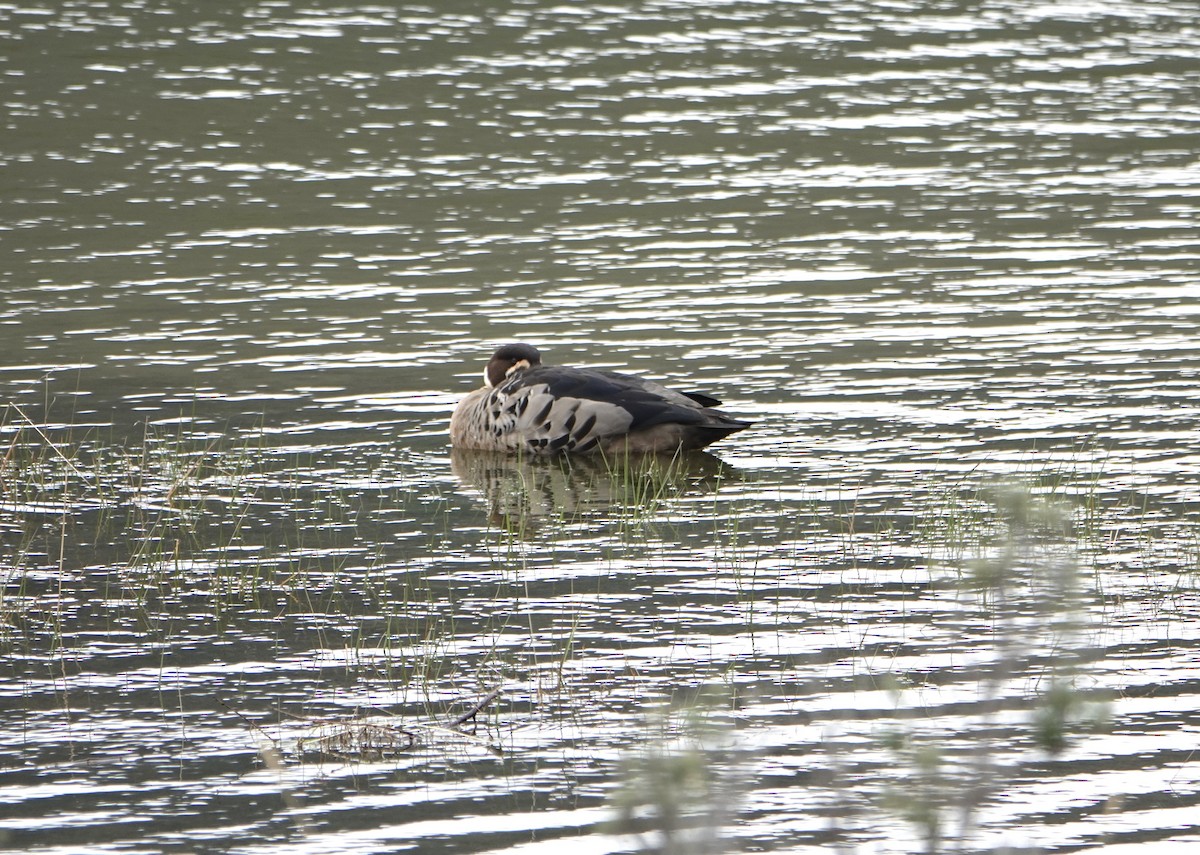 kachna bronzovokřídlá - ML646901183