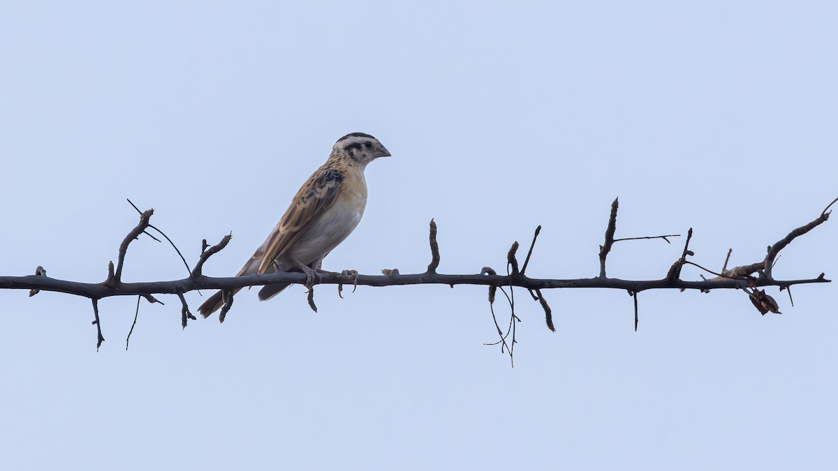 Вдовичка райська - ML646901185