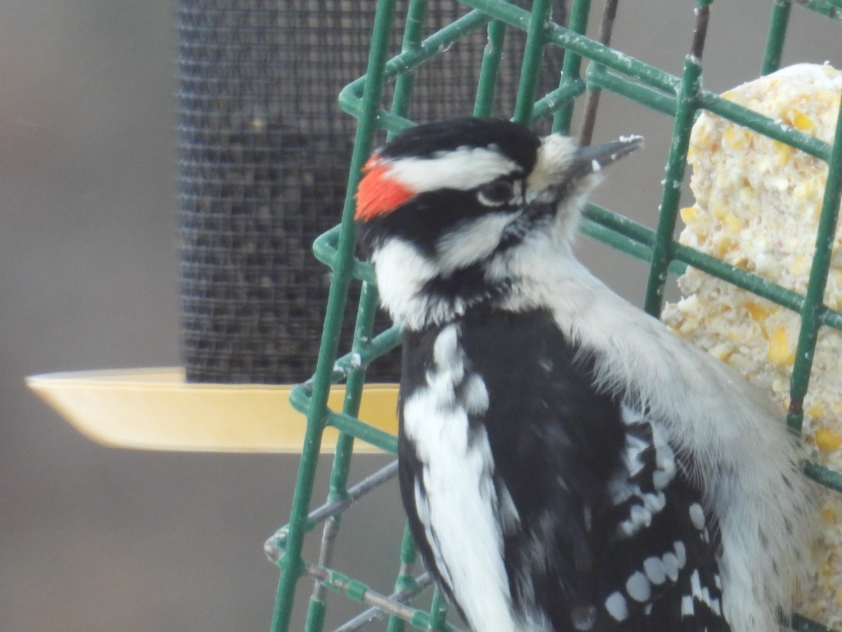 Дятел пухнастий (підвид pubescens/medianus) - ML646901188