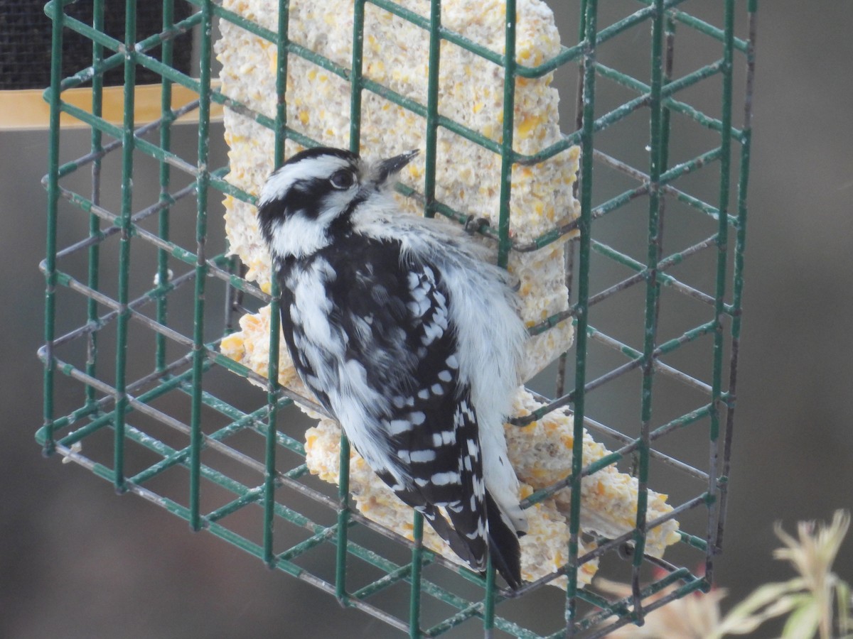 Дятел пухнастий (підвид pubescens/medianus) - ML646901189