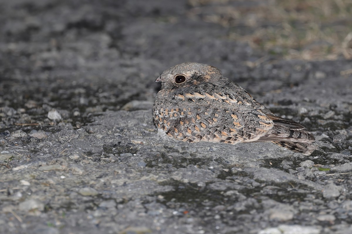 Savanna Nightjar - ML646901190