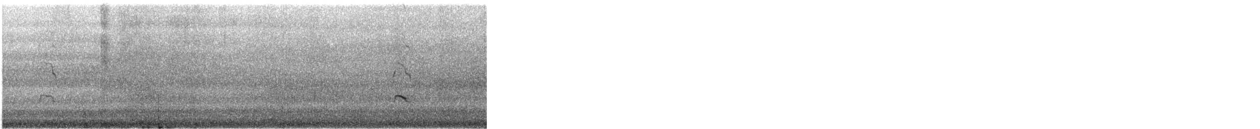 Pied Oystercatcher - ML646901191