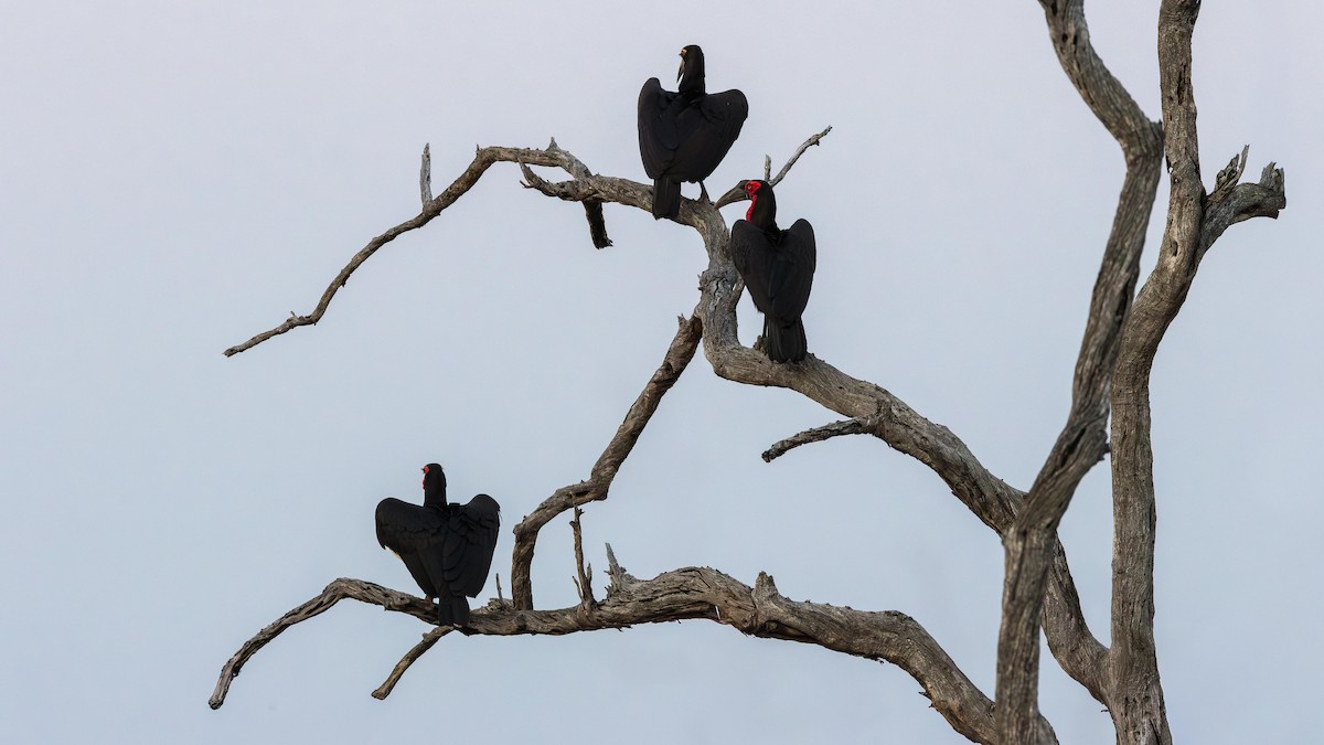 Кромкач кафрський - ML646901194