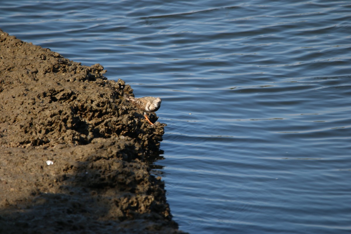 Steinwälzer - ML646901197