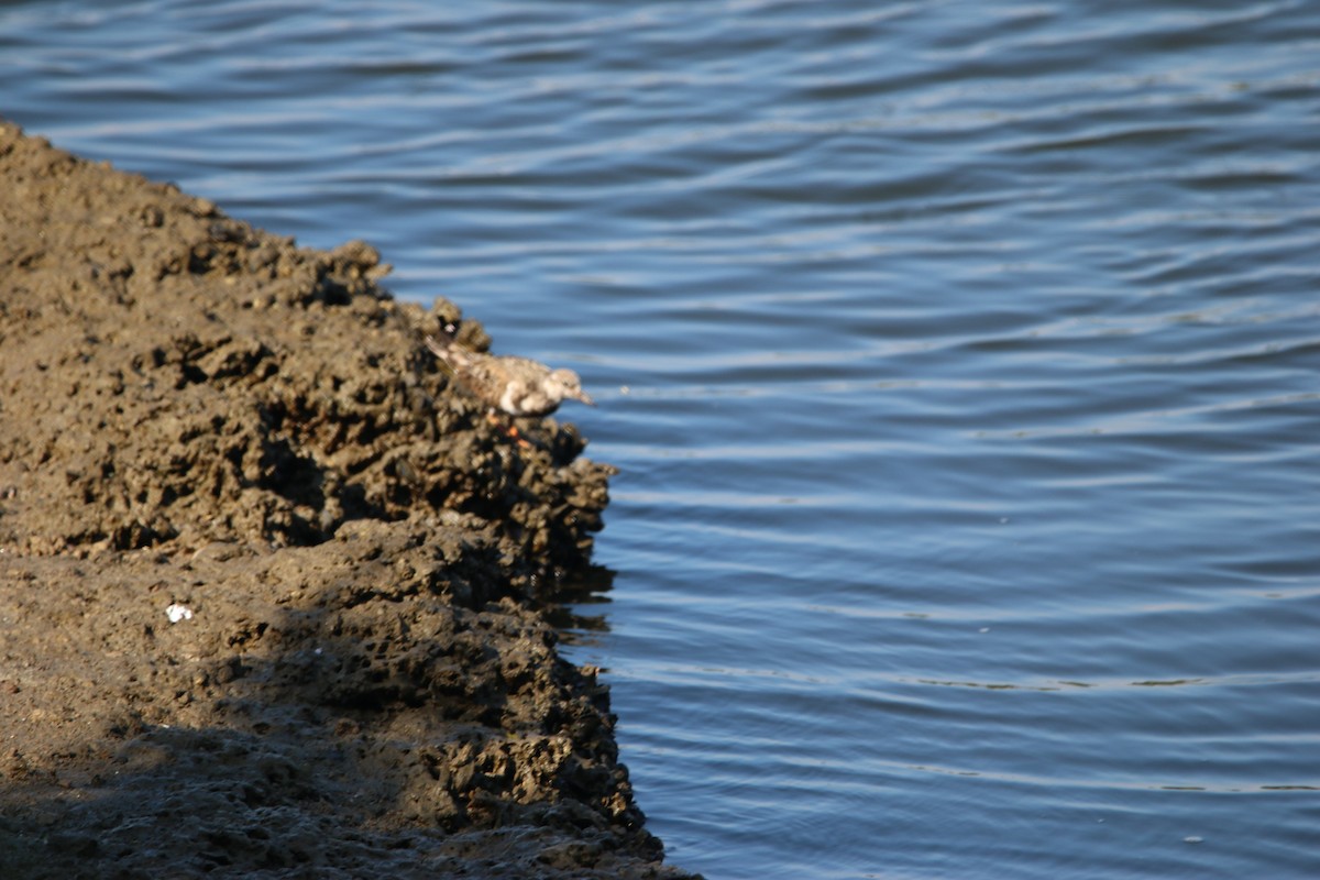 Steinwälzer - ML646901198