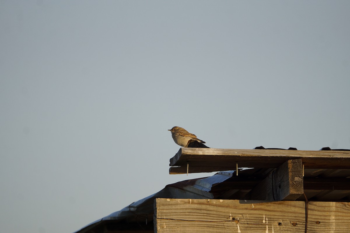 Greater Whitethroat - ML646901202