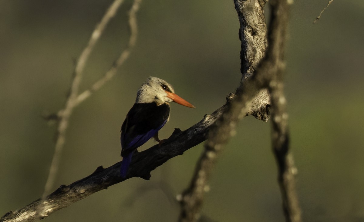 ledňáček šedohlavý - ML646901206