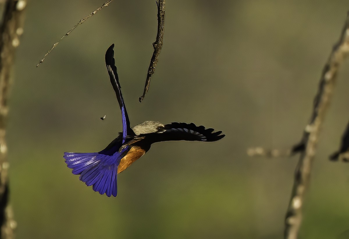 ledňáček šedohlavý - ML646901207