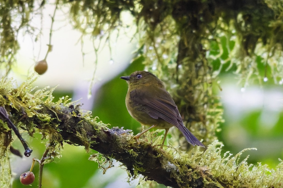 Bronze-olive Pygmy-Tyrant - ML646901208