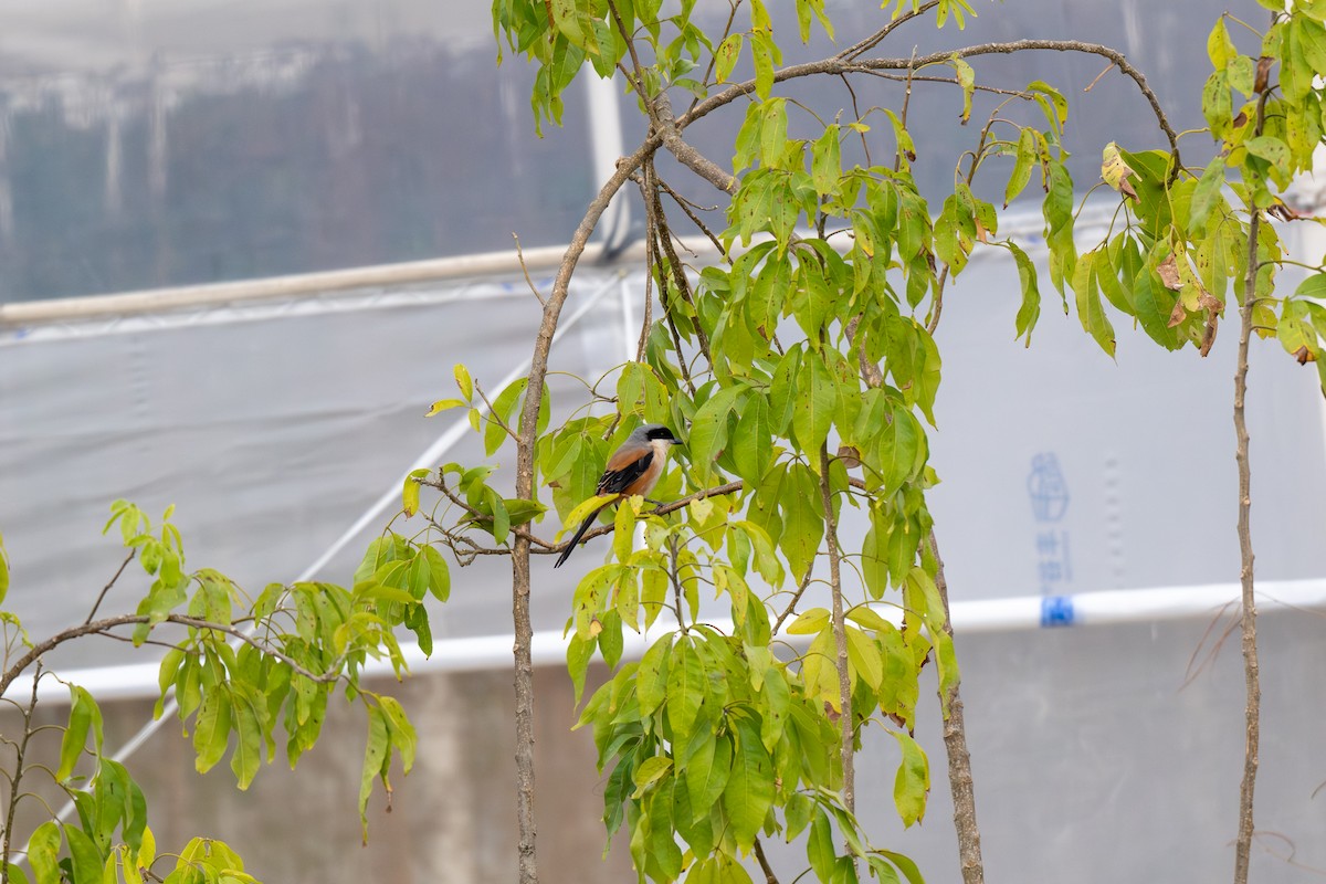 Long-tailed Shrike - ML646901214