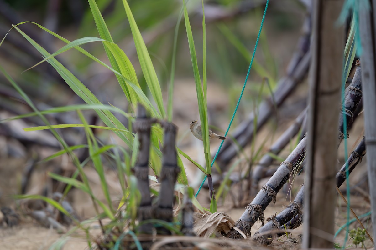 Dusky Warbler - ML646901225