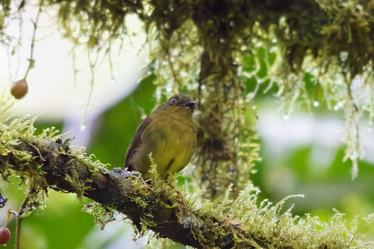 Bronze-olive Pygmy-Tyrant - ML646901230