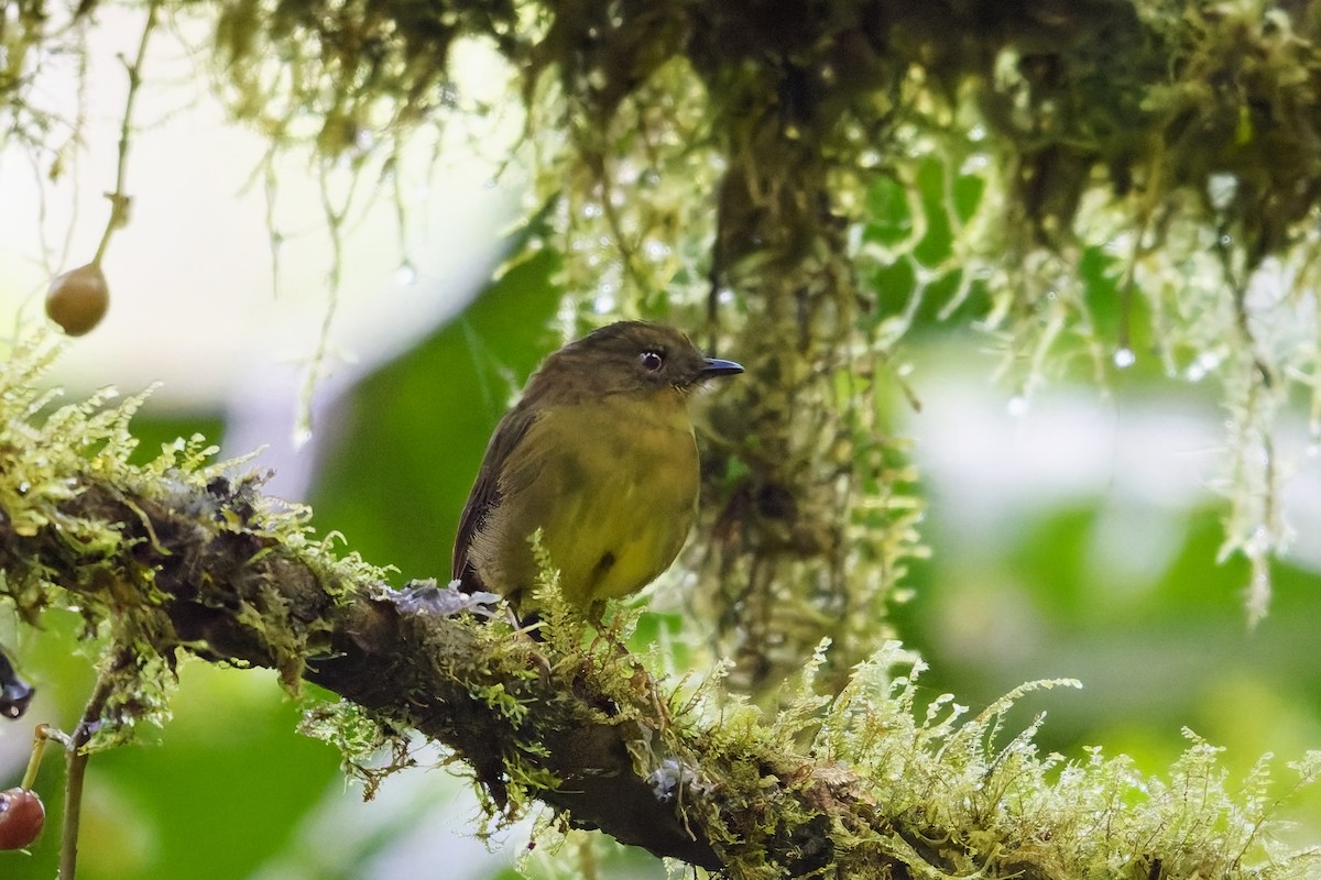 Bronze-olive Pygmy-Tyrant - ML646901231