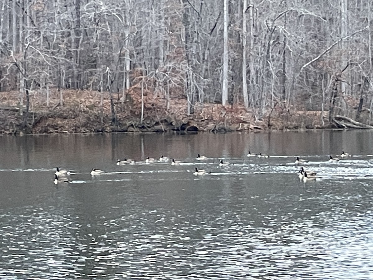 Канадская казарка - ML646901232