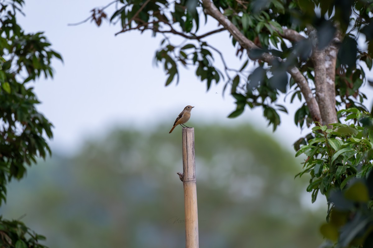 Daurian Redstart - ML646901233