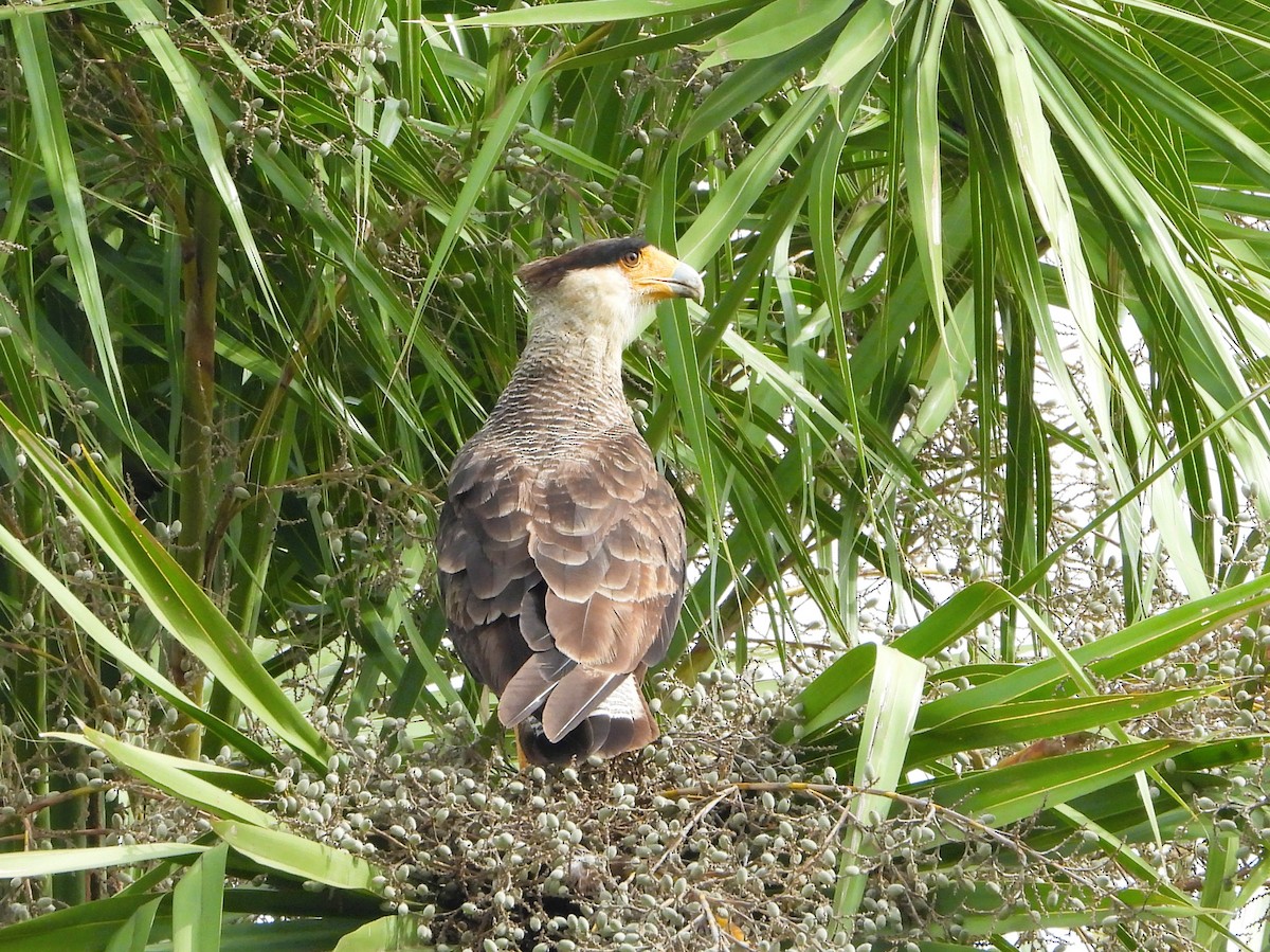 karančo jižní - ML646901236