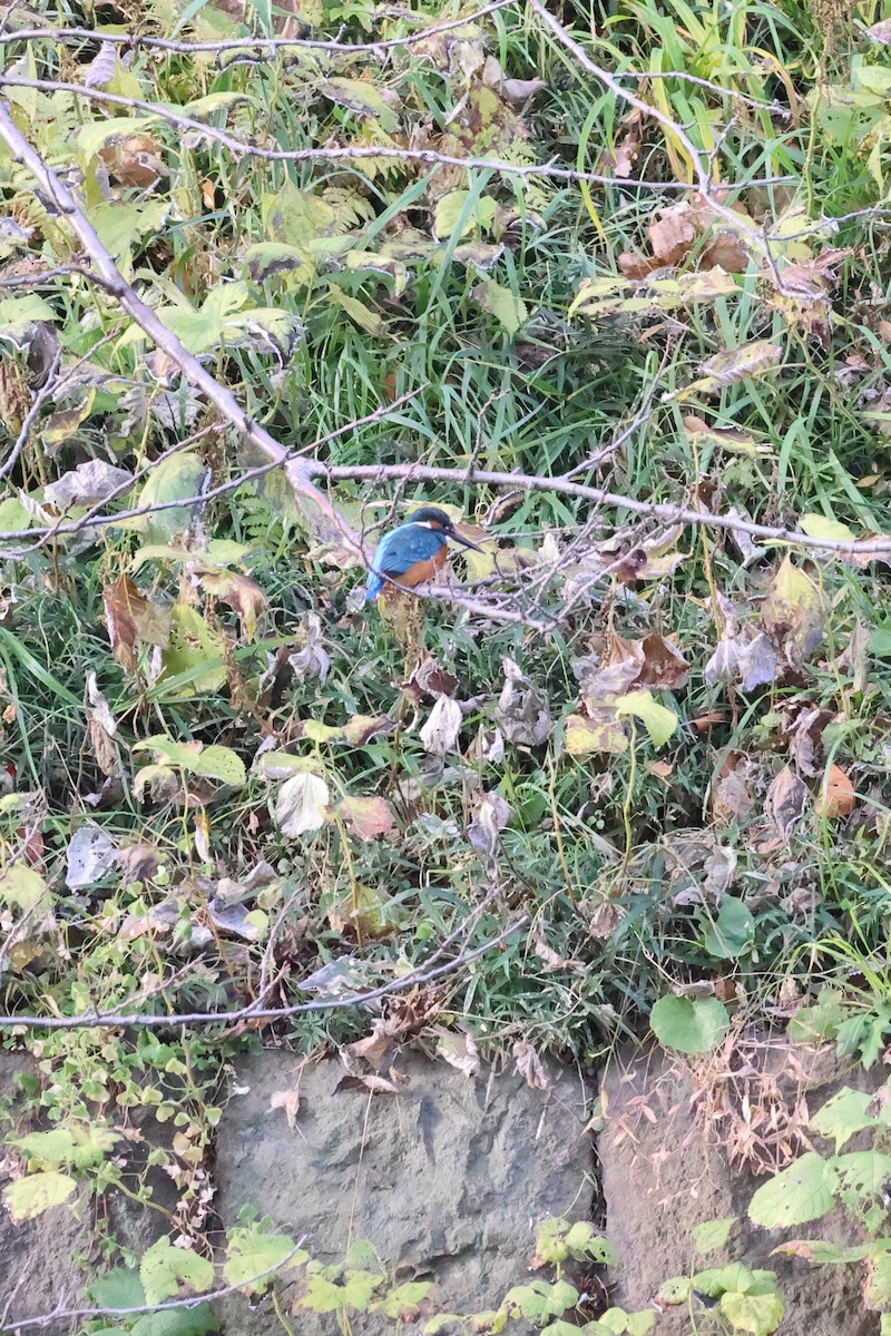 isfugl - ML646901237