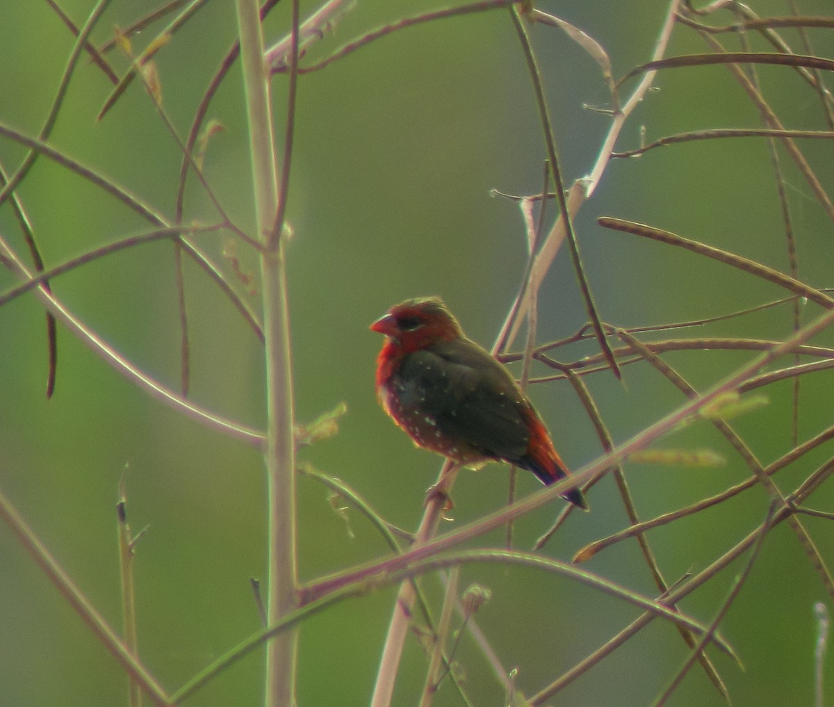 Bengalí Rojo - ML646901238