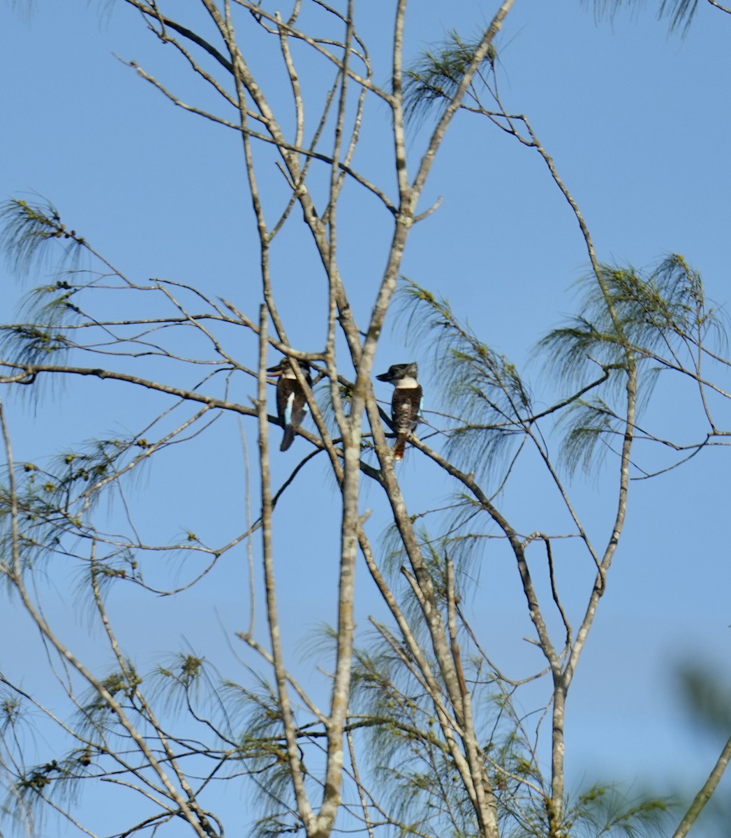 Blue-winged Kookaburra - ML646901245