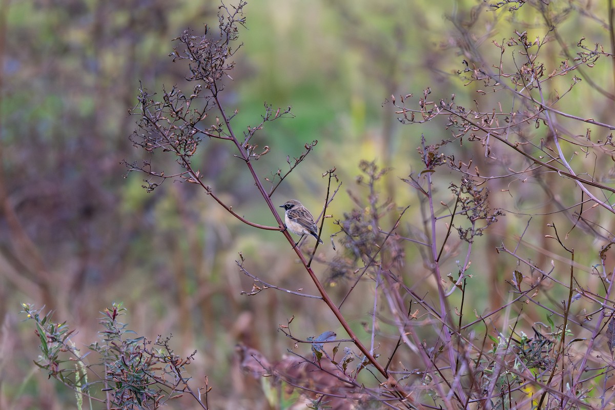 Amur Stonechat - ML646901246