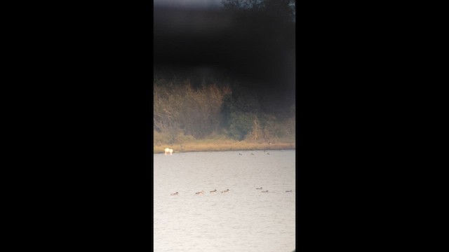 Ahate txistulari eurasiarra - ML646901248