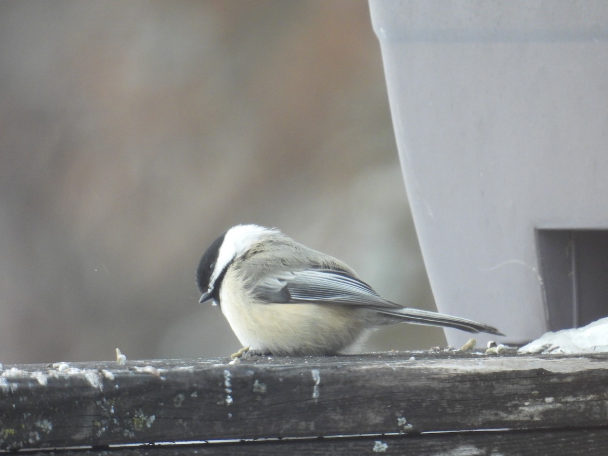 Гаїчка світлокрила - ML646901251