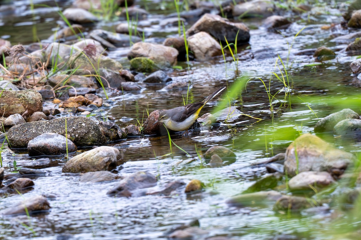 Gray Wagtail - ML646901256