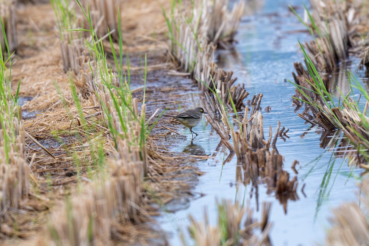 Eastern Yellow Wagtail - ML646901260