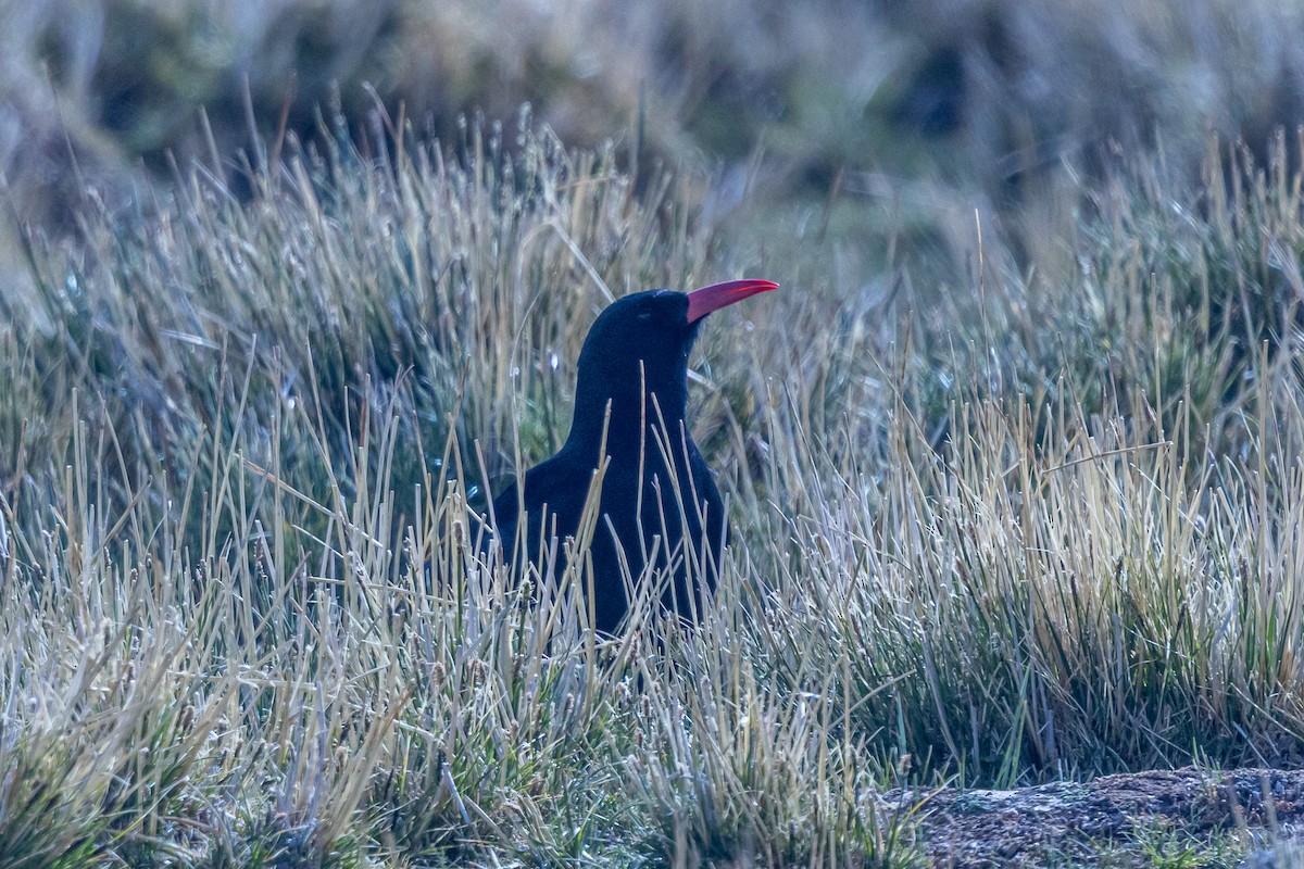 紅嘴山鴉 - ML646901261