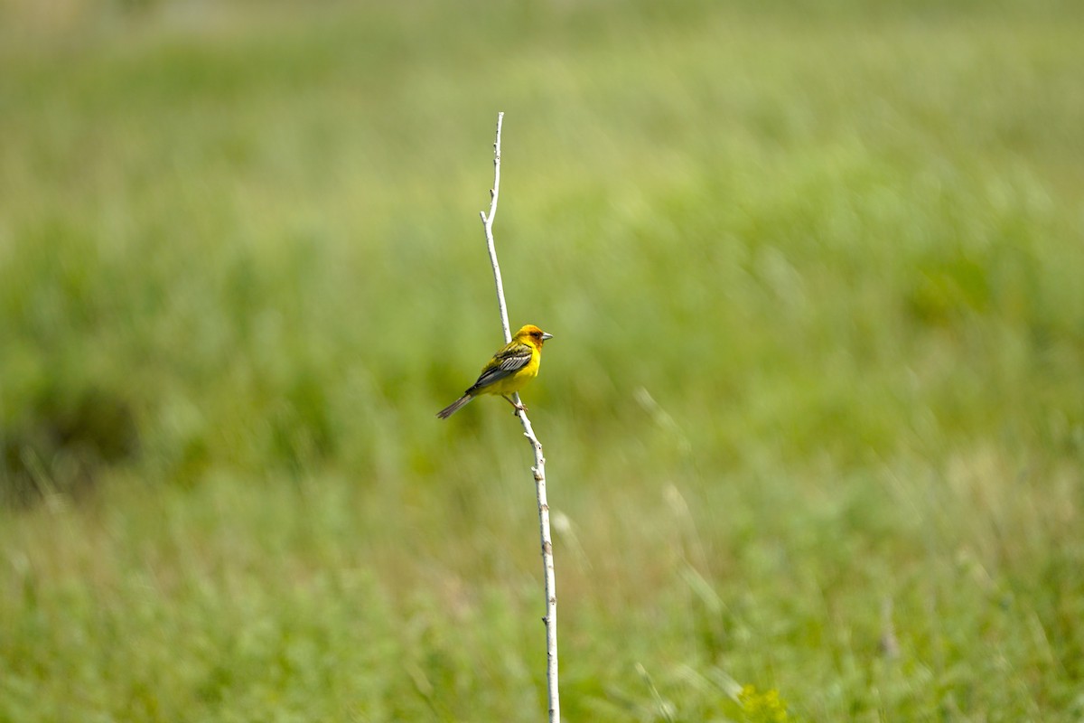 Zigolo testaranciata - ML646901263