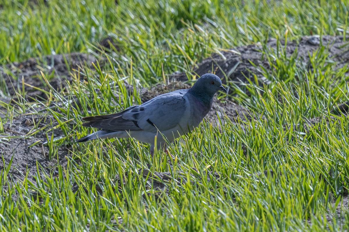 Hill Pigeon - ML646901265