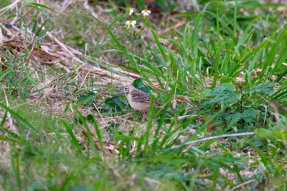 Richard's Pipit - ML646901266