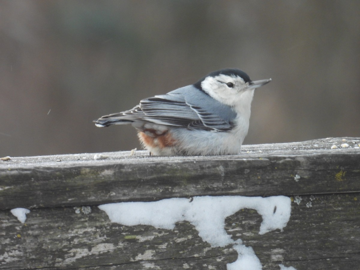Повзик каролінський (підвид carolinensis) - ML646901267