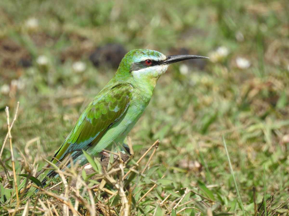 שרקרק ירוק - ML646901268