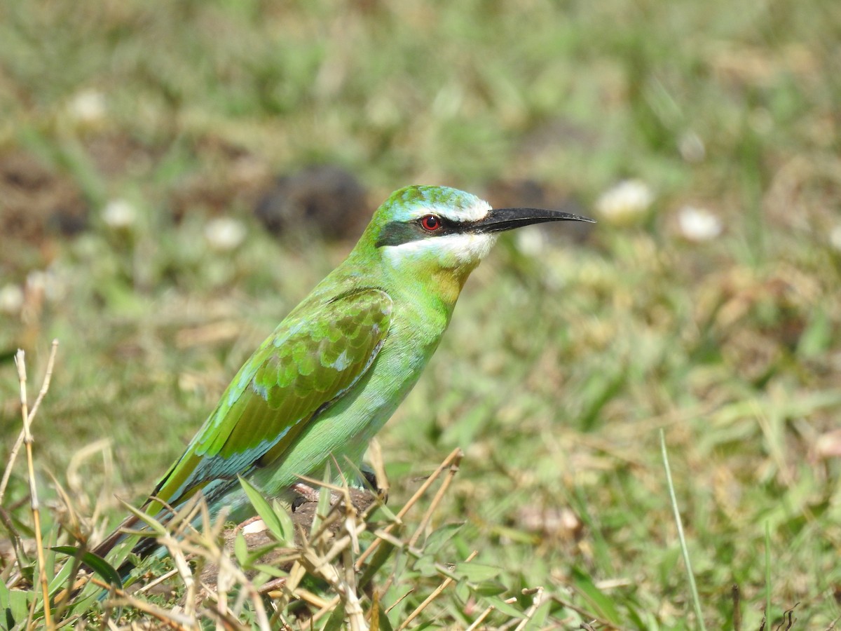 שרקרק ירוק - ML646901269