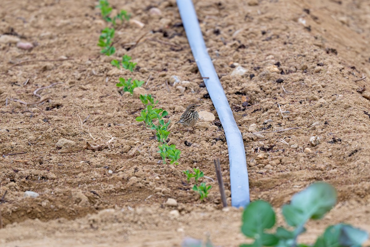 Red-throated Pipit - ML646901271