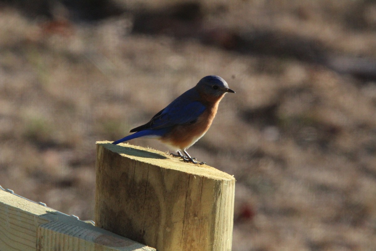 Eastern Bluebird - ML646901272