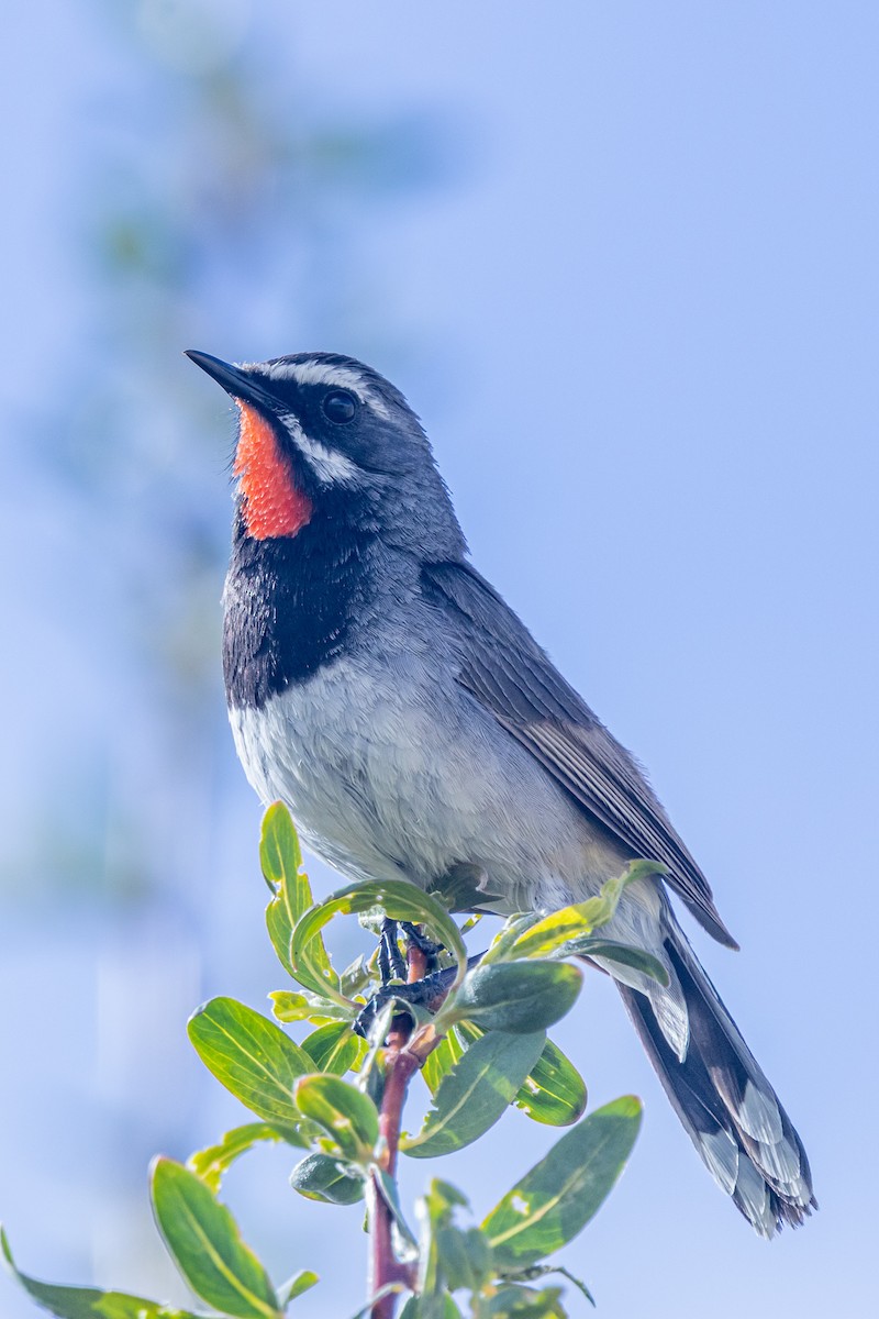 Chinese Rubythroat - ML646901275