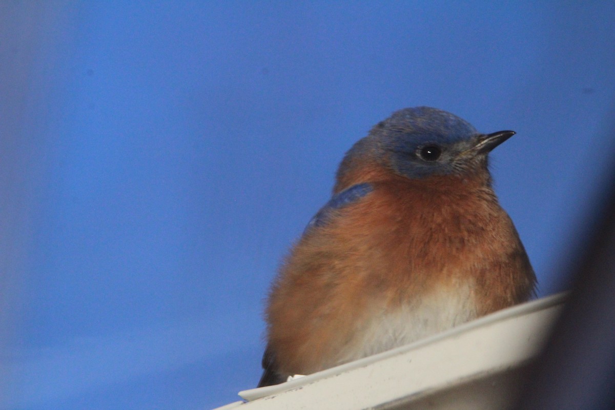 Eastern Bluebird - ML646901276
