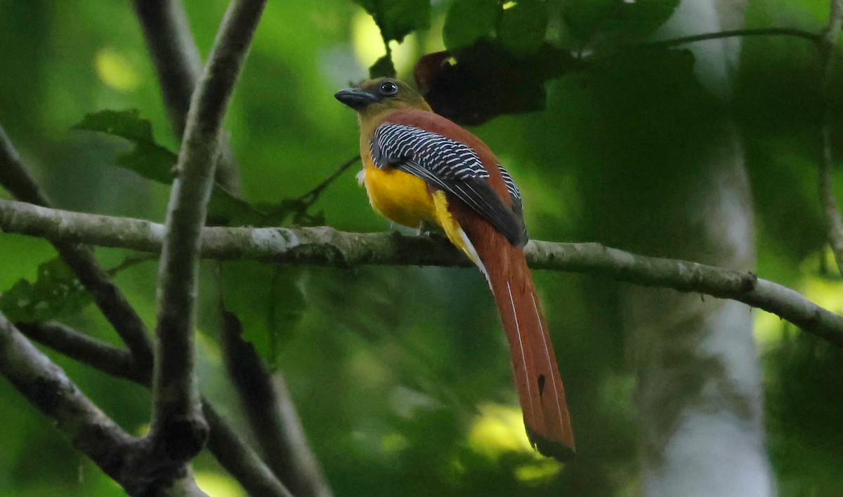 Orange-breasted Trogon - ML646901278