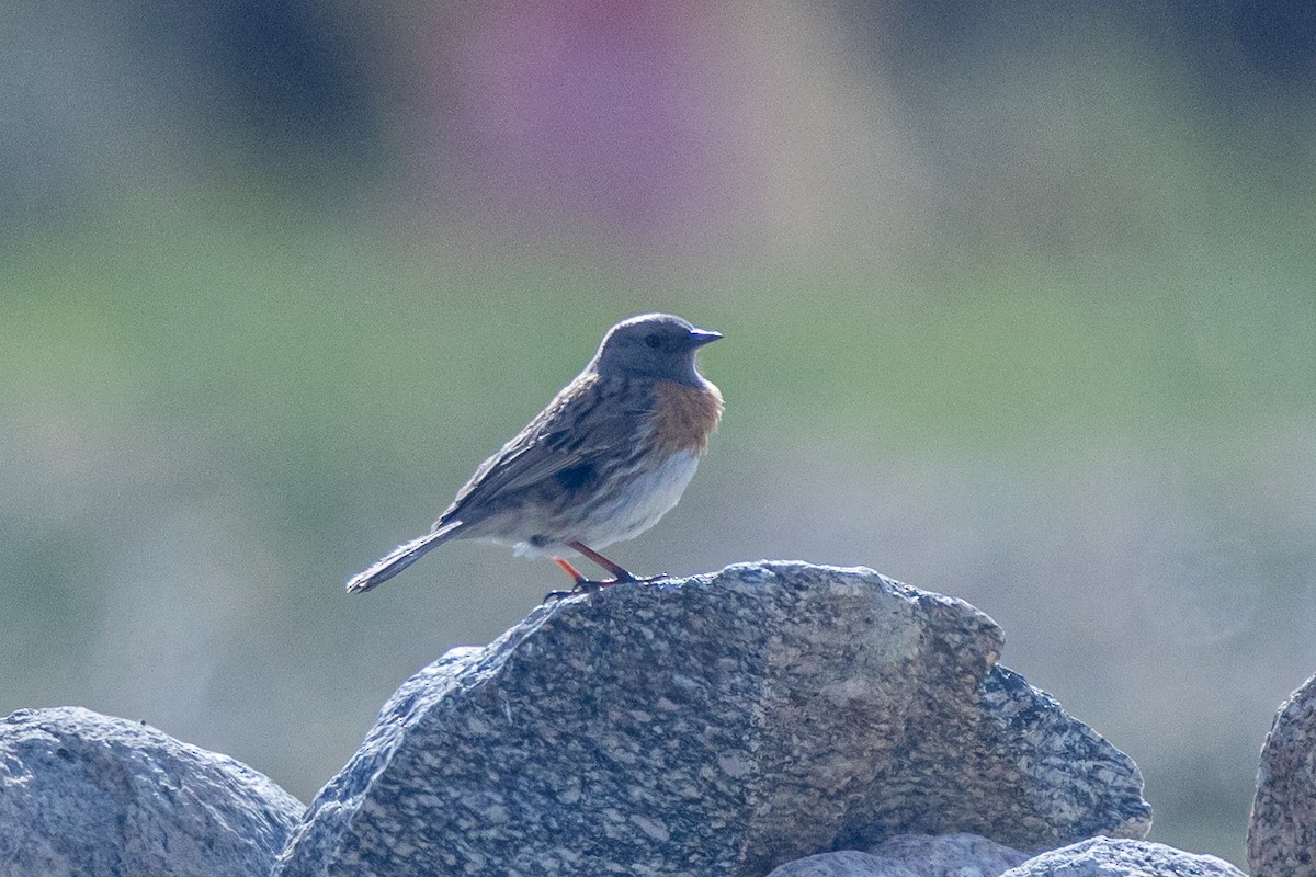 Robin Accentor - ML646901280