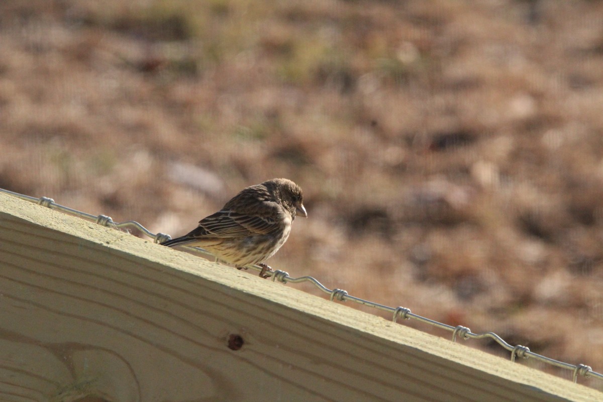 House Finch - ML646901281